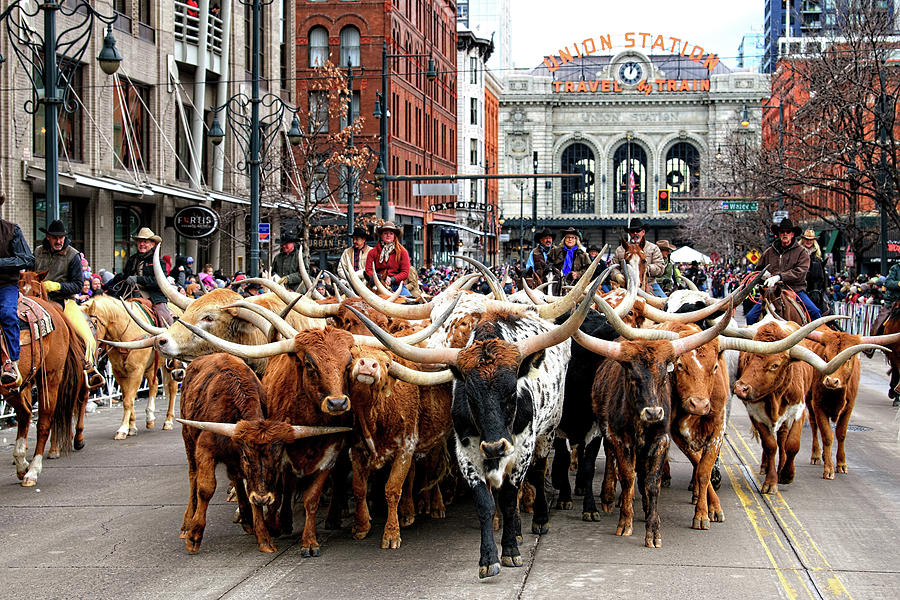 The National Western Stock Show Parade  Photograph by OLena Art