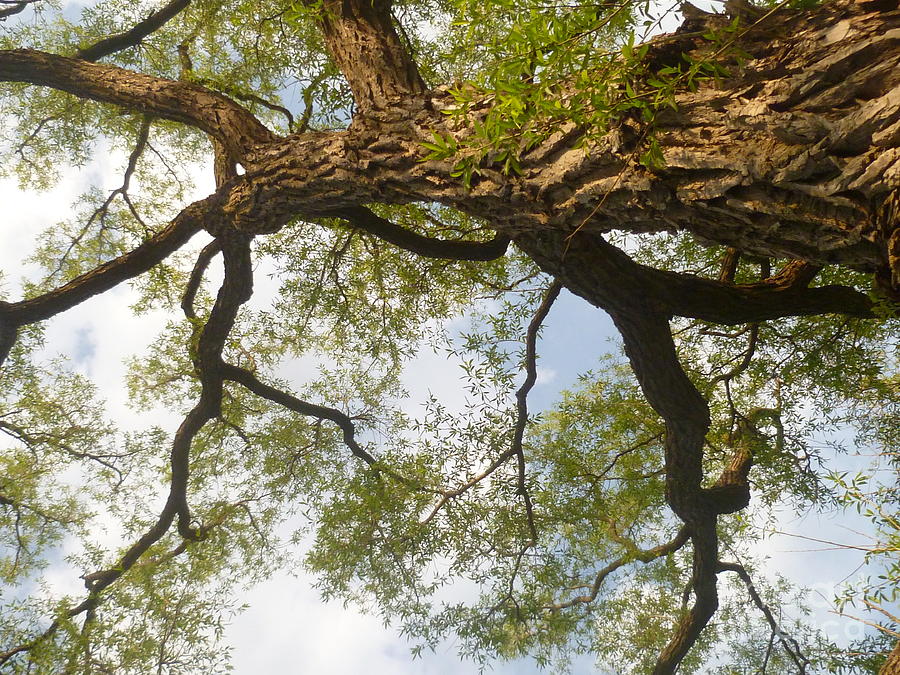 The Natural Canopy Photograph by Lingfai Leung