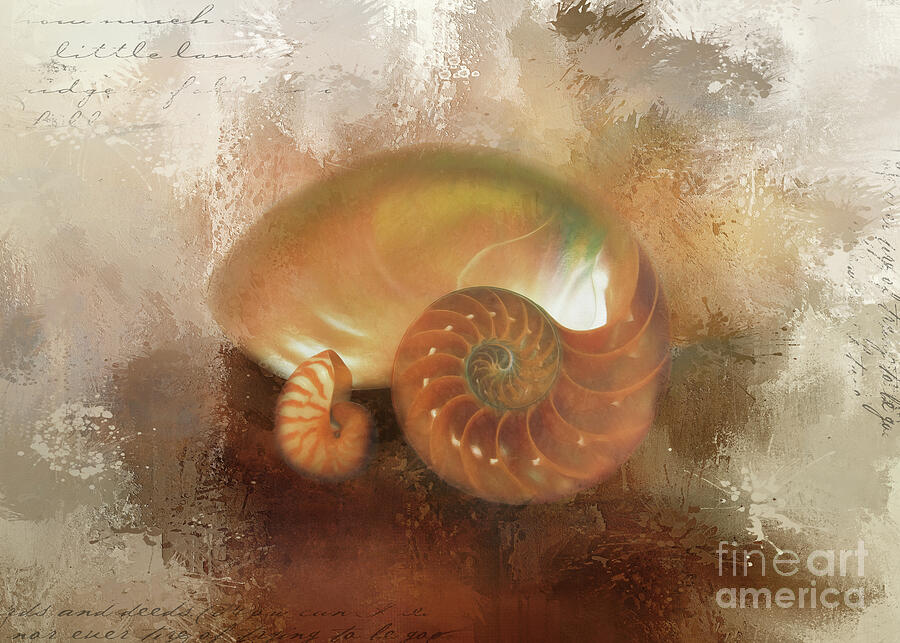 The Nautilus Photograph by Kelley Freel-Ebner - Fine Art America