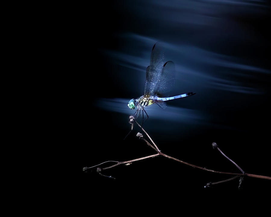 The Neon Dragonfly Photograph by Mark Andrew Thomas
