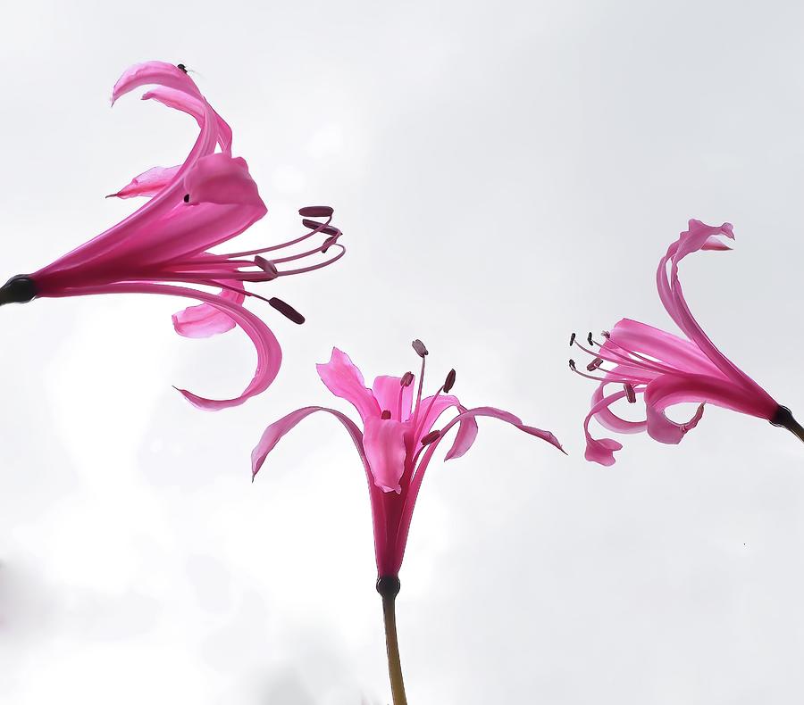 The Nerines Are Here Pink Angels In The Sky Digital Art by OBT Imaging