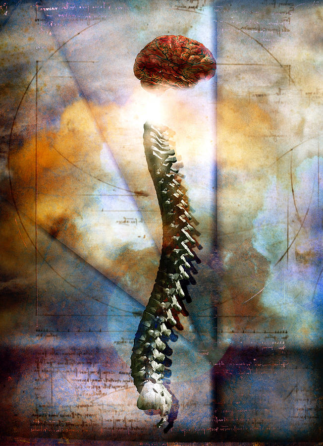 The nervous system Photograph by Colin Anderson Productions pty ltd