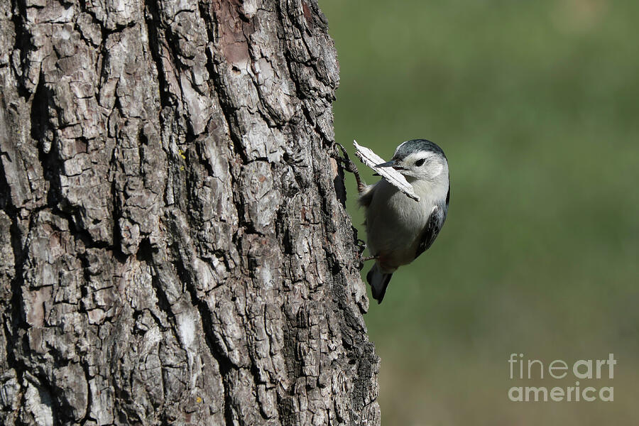 Bird Photograph - The Nest Builder by Anita Oakley
