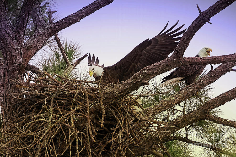 The Nest Photograph by Deborah Benoit