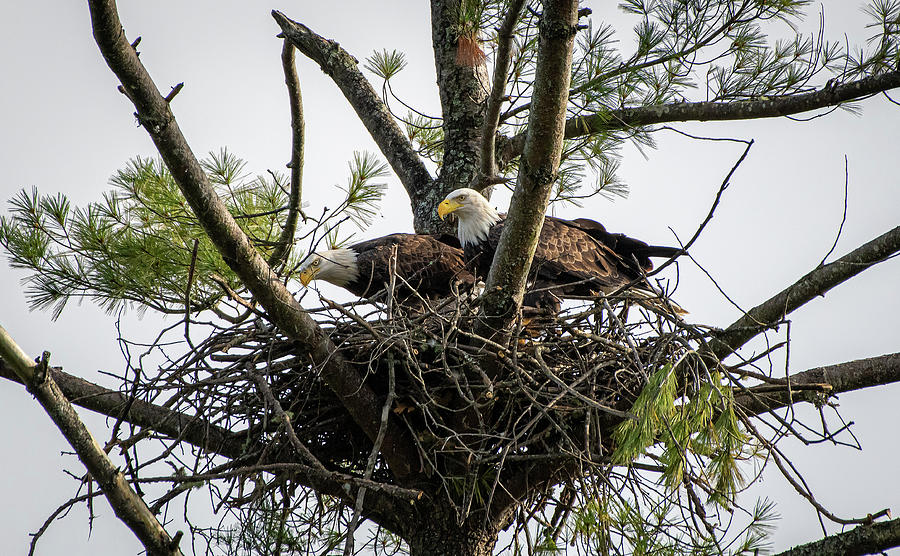 The Nest Photograph by Robert J Wagner