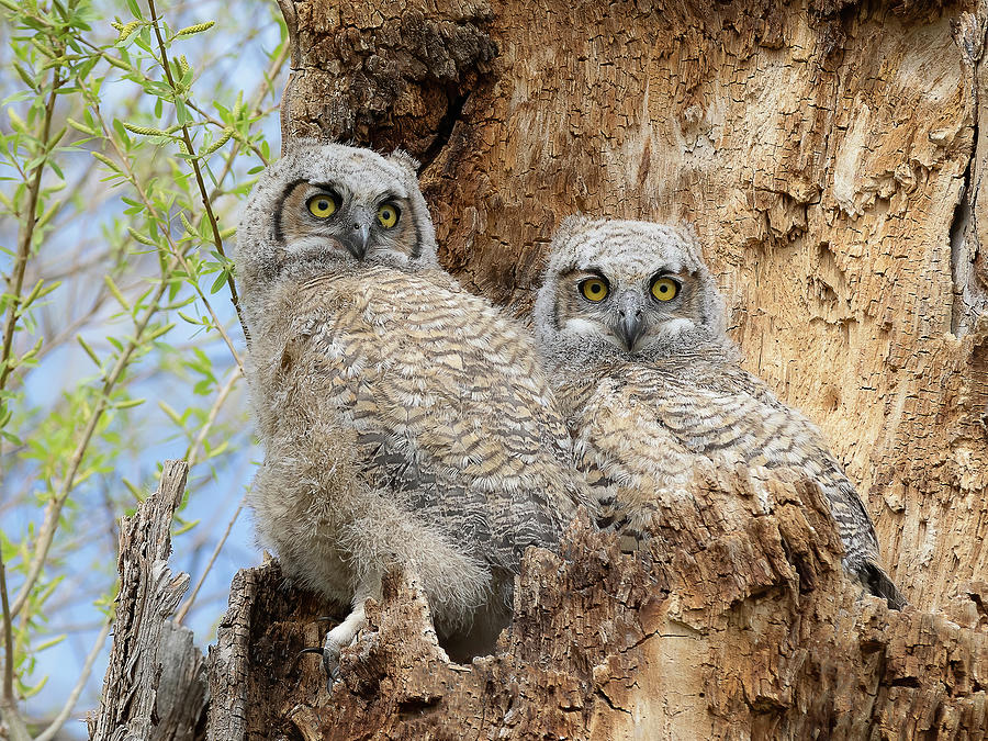 The Nesting Owlets Photograph by Vicki Stansbury