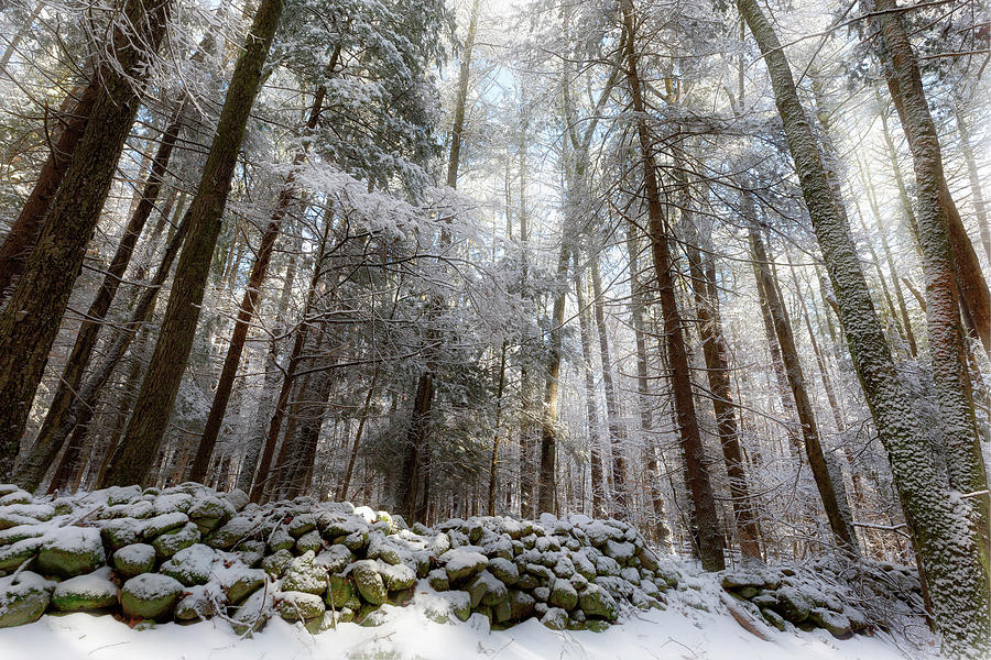 The New England Forest Photograph by Bill Wakeley