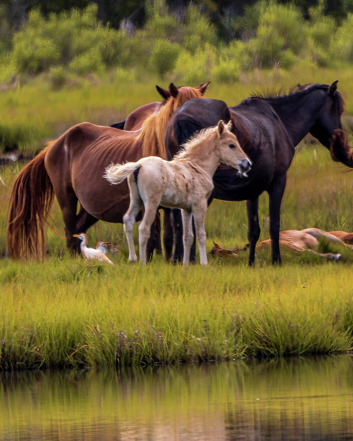 The New Foal Photograph by Scott Thomas Images - Fine Art America