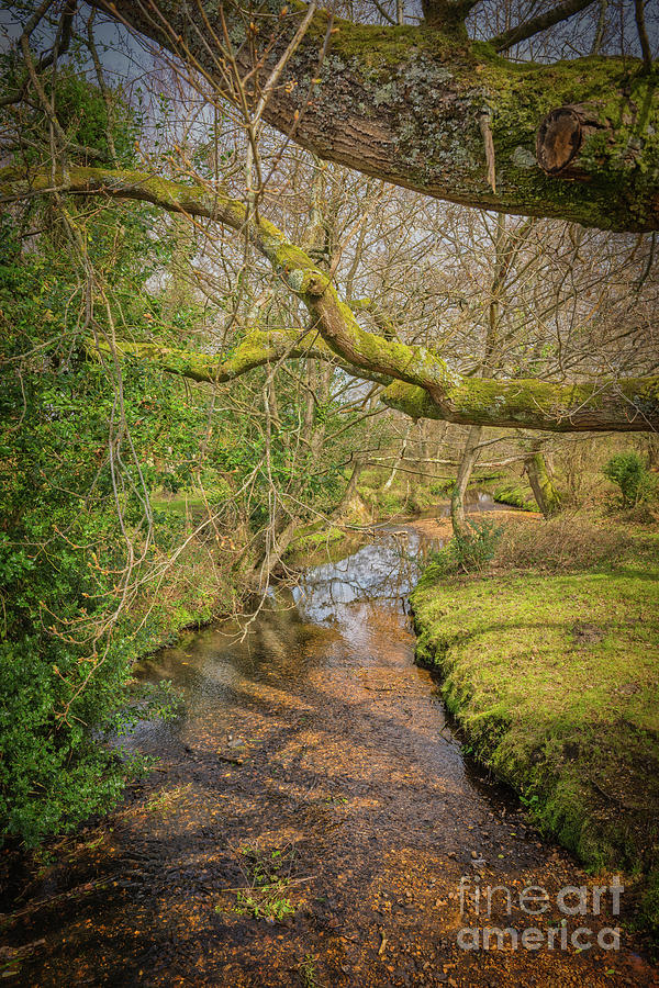 The New Forest River Scene in Spring Photograph by Abigail Diane Photography