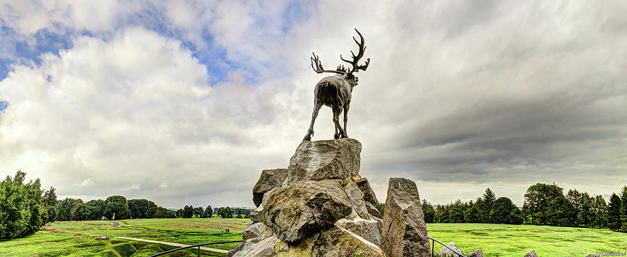 The Newfoundland Caribou above the Trenches Photograph by Weston Westmoreland