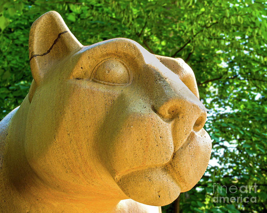 the-nittany-lion-close-up-photograph-by-mark-ali-fine-art-america