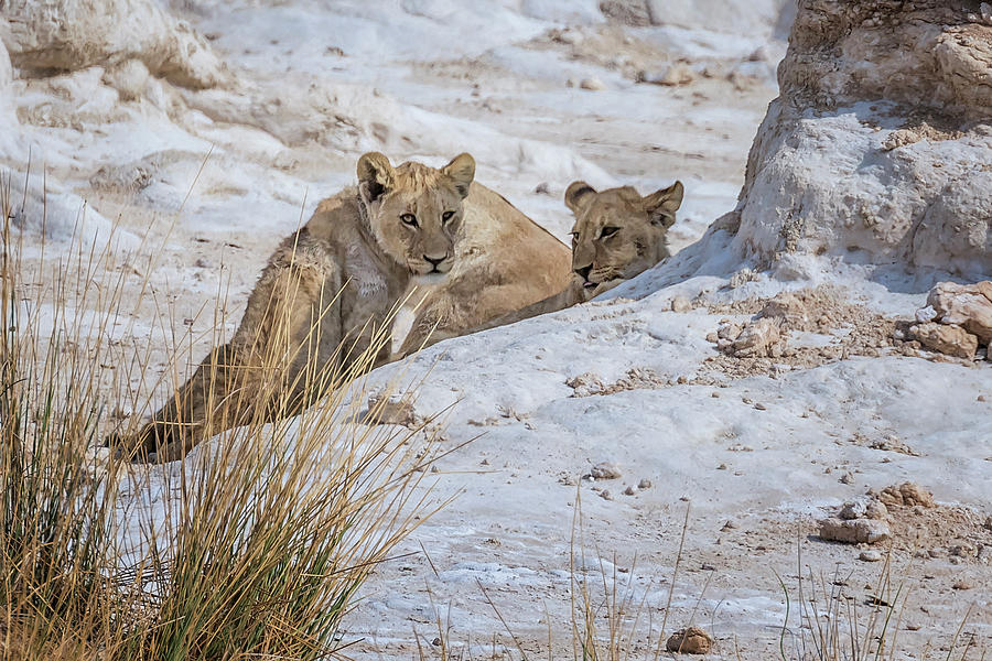 The No Drama Lion Cubs painterly Photograph by Belinda Greb