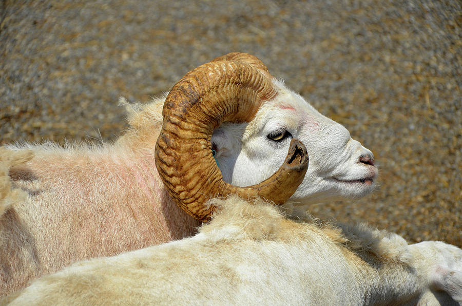 The Noble Longhorn Sheep Photograph by Lynda Lehmann