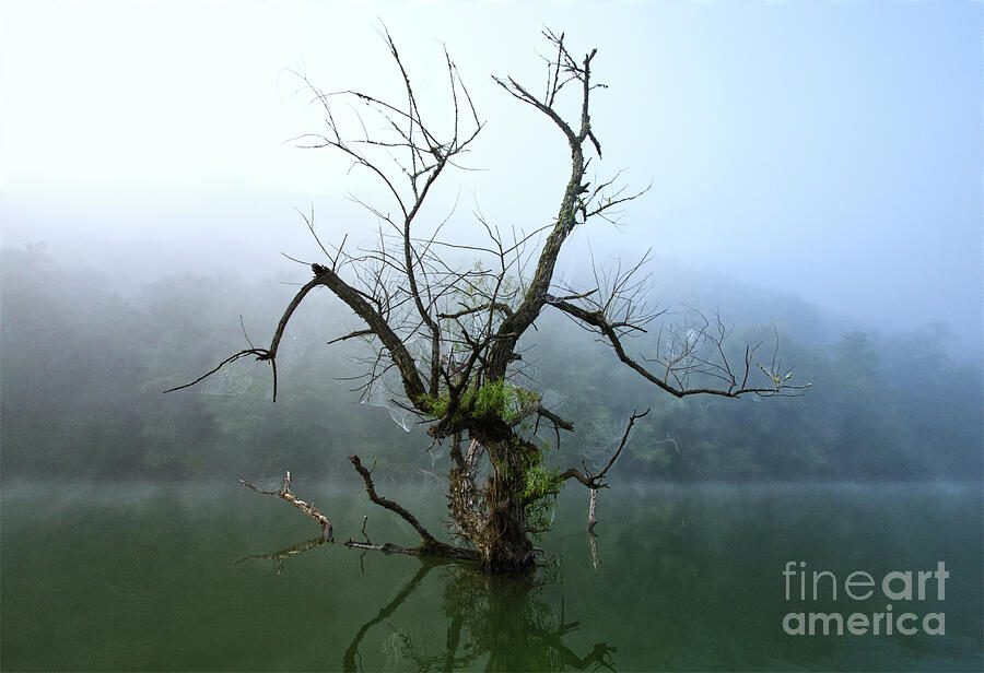 The Norris Lake Tree Photograph by Douglas Stucky