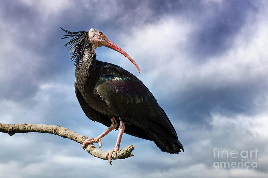The Northern Bald Ibis against stormy sky. This very rare bird is indigenous to North Africa and there are very few left in the wild. It is now on the critically endangered list Photograph by Jane Rix