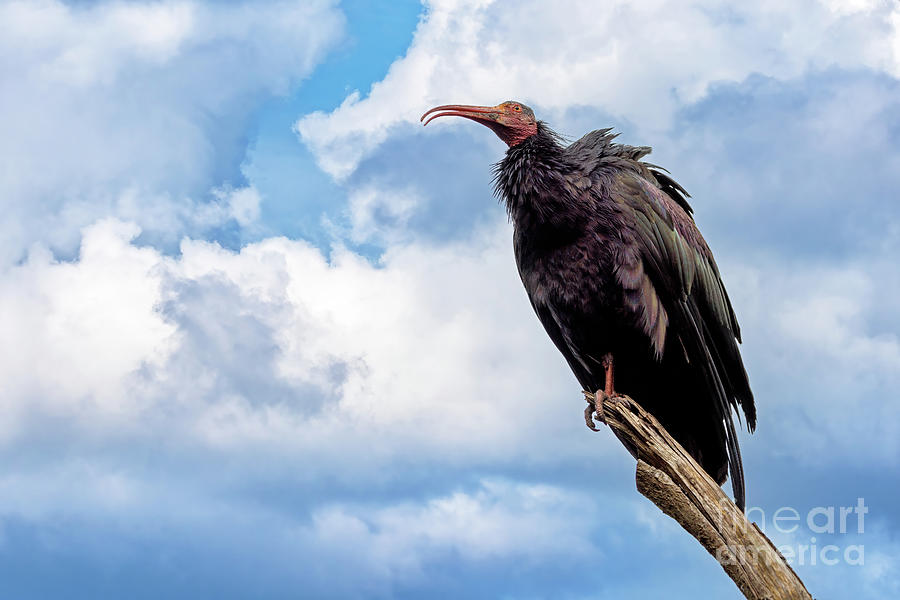 The Northern Bald Ibis against summer sky. This very rare bird is indigenous to North Africa and there are very few left in the wild. It is now on the critically endangered species list. Photograph by Jane Rix
