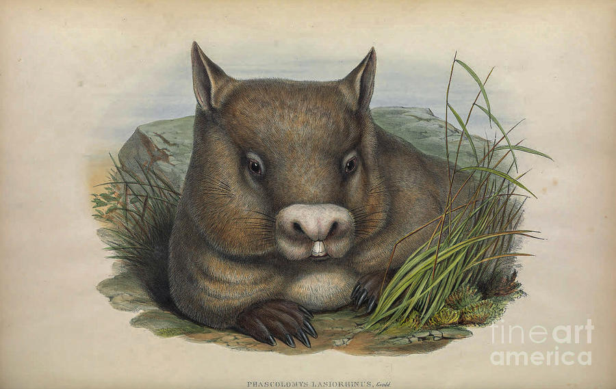 The northern hairy-nosed wombat Lasiorhinus krefftii c2 Drawing by Historic Illustrations