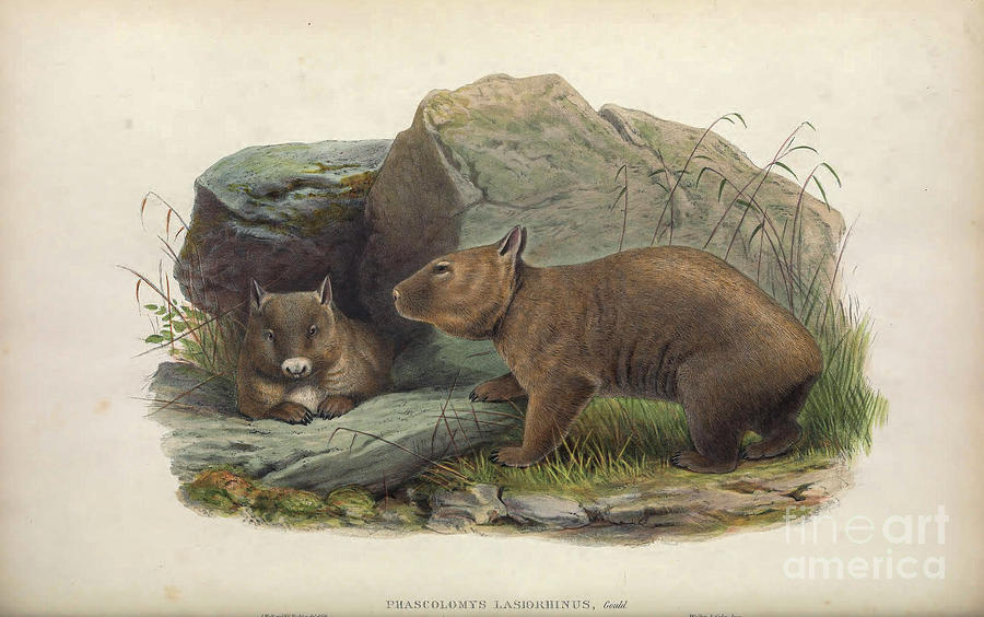 The northern hairy-nosed wombat Lasiorhinus krefftii c4 Drawing by Historic Illustrations