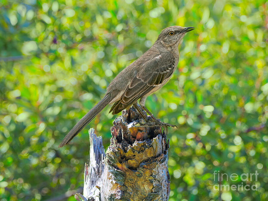 The Northern Mockingbird Photograph by Judy Kay