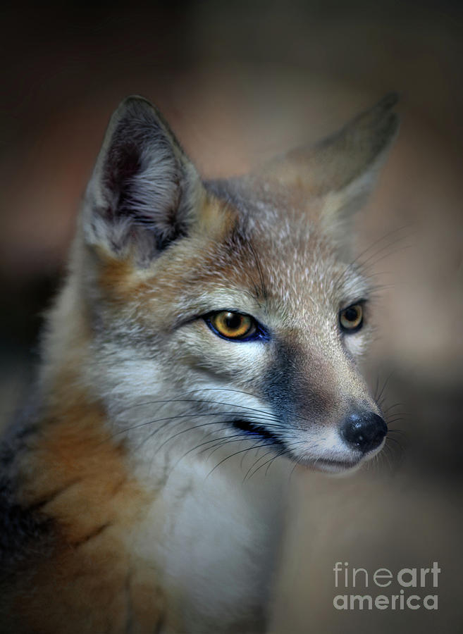 The Northern Swift Fox Photograph by Savannah Gibbs - Pixels