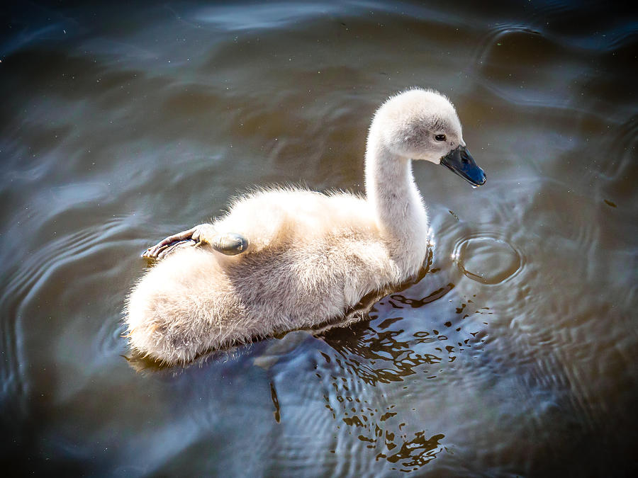 The (not so) ugly duckling - a cute baby swan with one leg resting on its back. Photograph by Marc Rauw