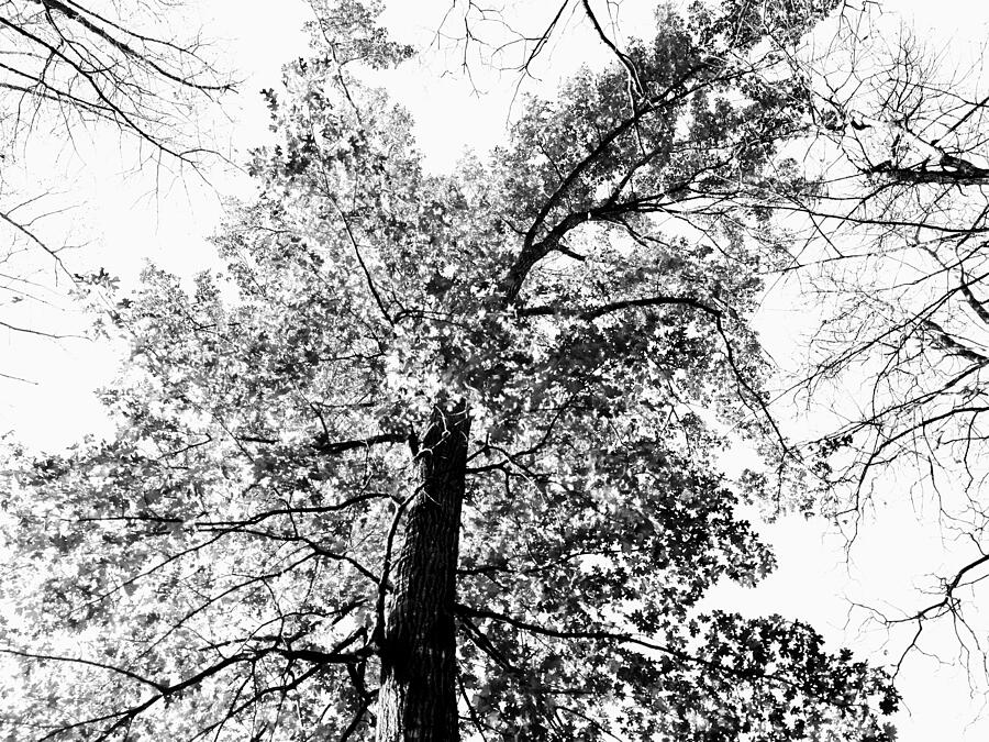 The Oak 1 Photograph by Brandon Strellis The Oak 1 Photograph by Brandon Strellis