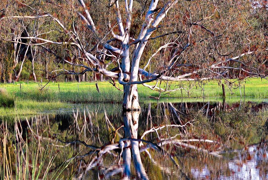 The Old Australian Gum Tree Reflection Mixed Media by Joan Stratton