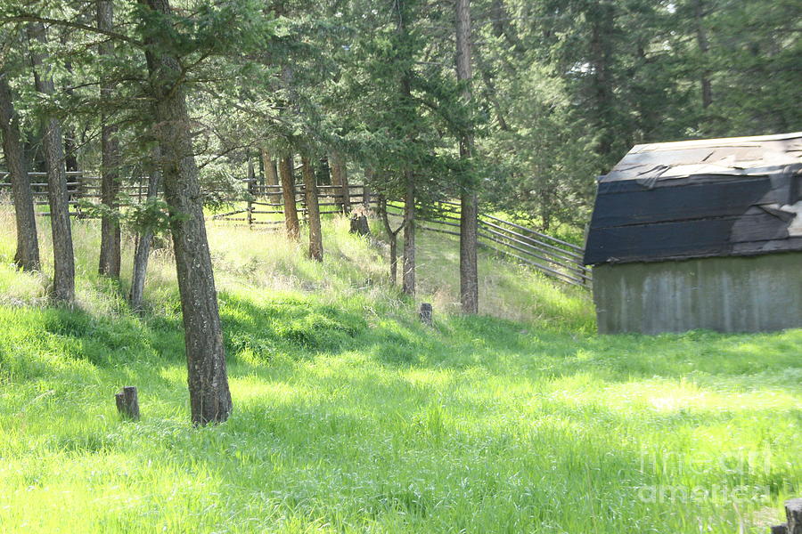 Trees Photograph - The Old Barn by Roland Stanke Trees Photograph - The Old Barn by Roland Stanke