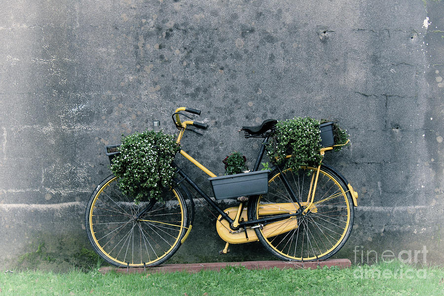 The old Bike Photograph by Joe Cashin