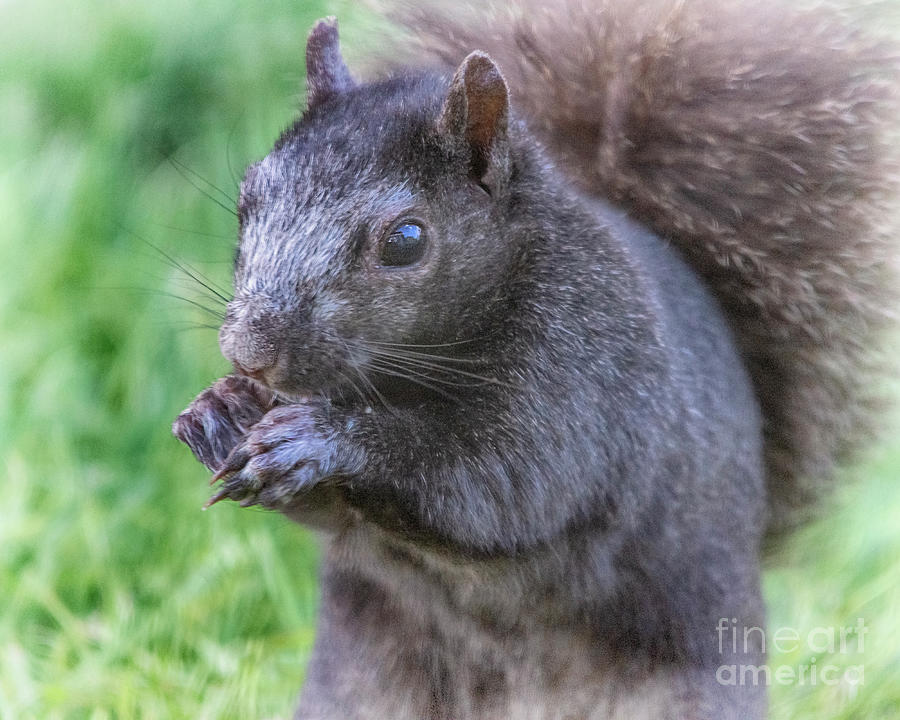The Old Black Squirrel Photograph