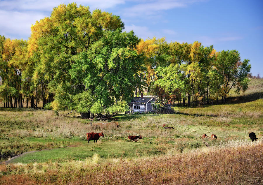 The Old Buchta Place - abandoned homestead on ND prairie with Simmental cattle grazing Photograph by Peter Herman