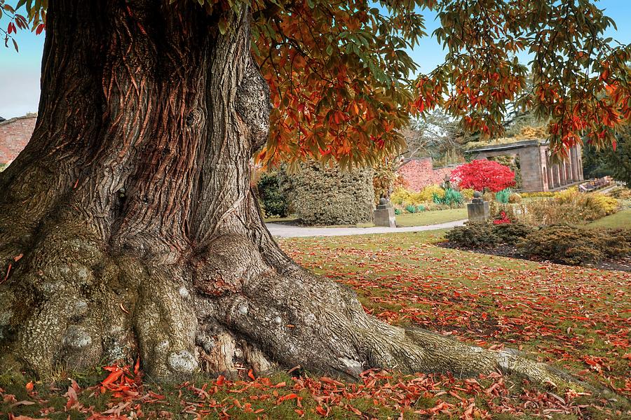 The Old Chestnut Tree Photograph by Alison Chambers - Pixels