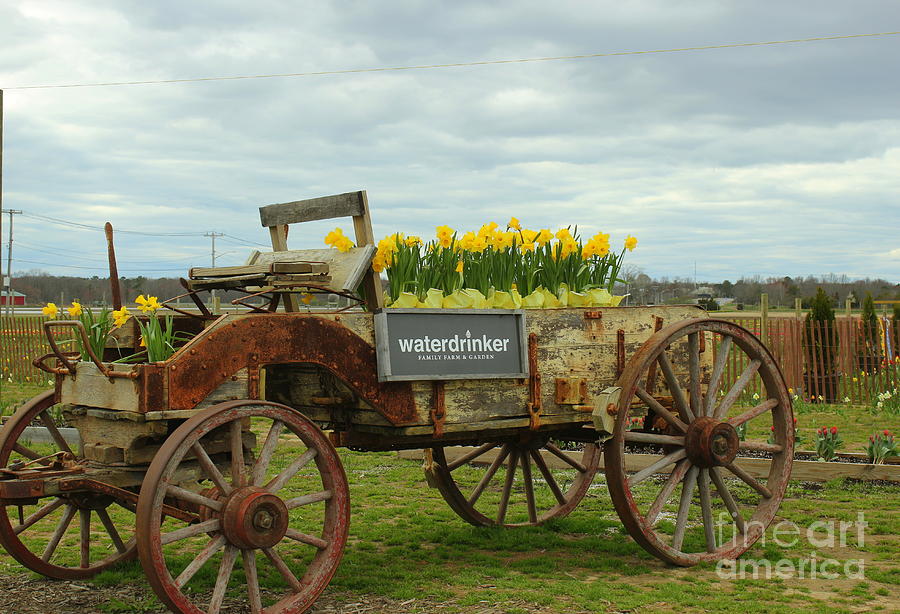 The Farmers Old Wagon Photograph by Dora Sofia Caputo
