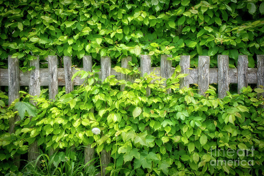 The Old Fence Photograph by Edmund Nagele FRPS
