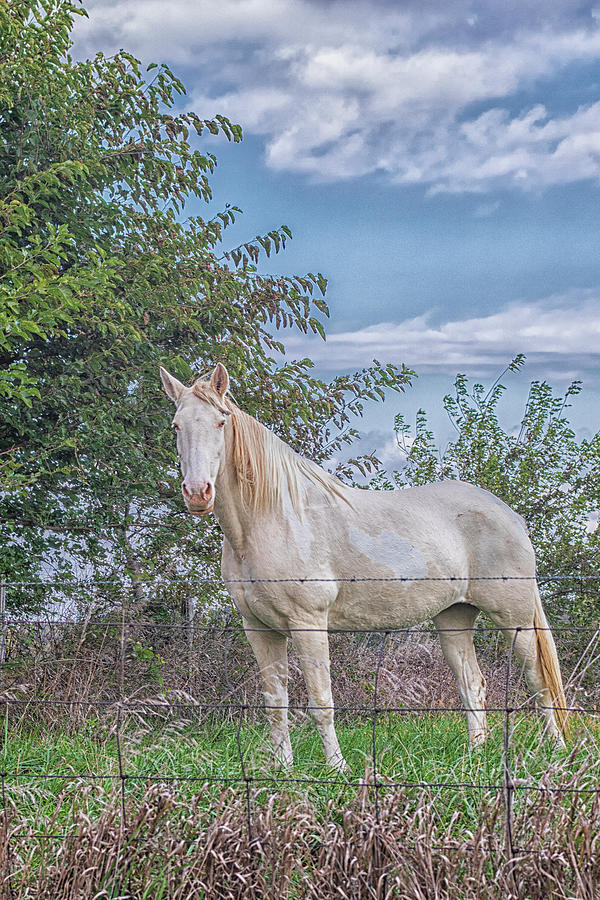 The Old Gray Mare - Rural Indiana Photograph by Bob Decker