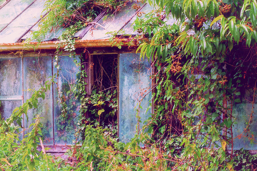 The Old Greenhouse Photograph by Tanya C Smith