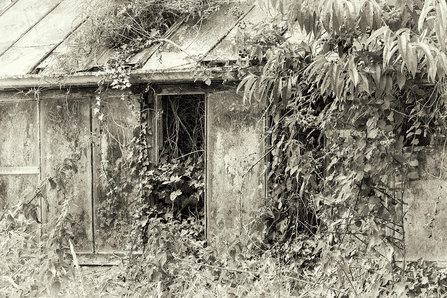 The Old Greenhouse Vintage Black And White Photograph by Tanya C Smith