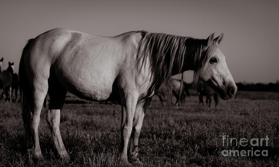 The Old Grey Mare Photograph by Tami Boelter - Fine Art America