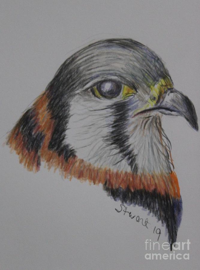 The Old Hawk Drawing