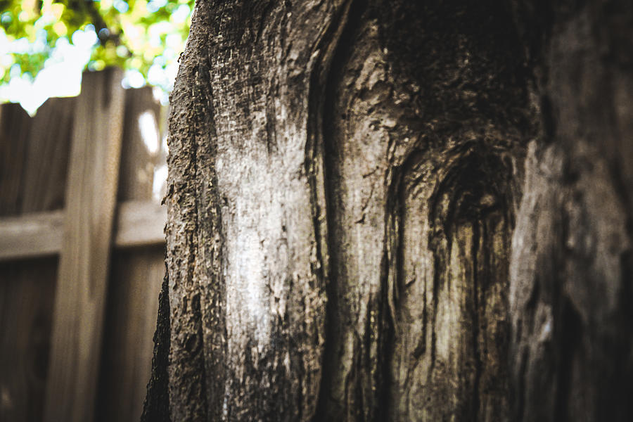 The Old Man in the Tree Photograph by W Craig Photography