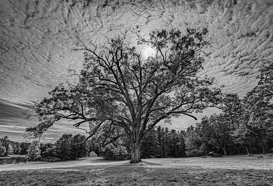 The Old Oak Tree Photograph by David Hufstader