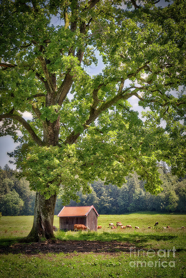 The Old Oak Tree Photograph by Edmund Nagele FRPS
