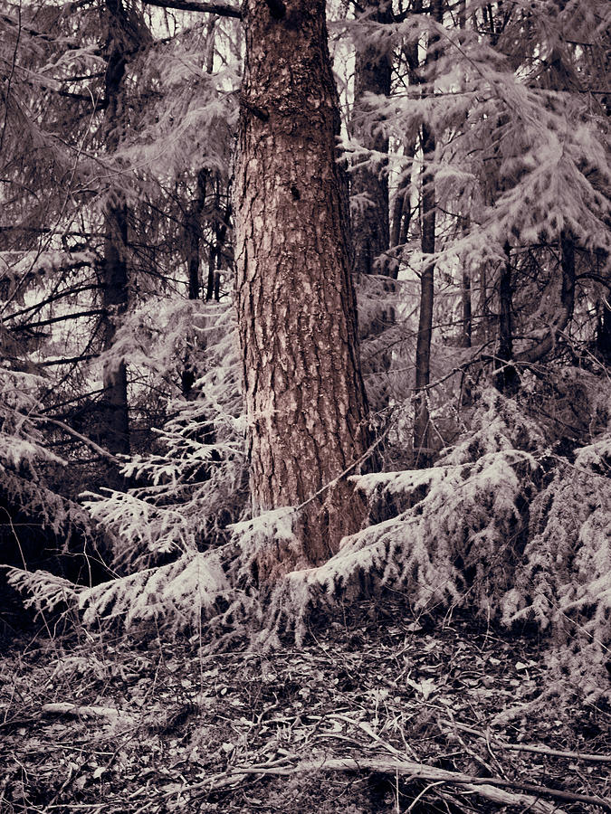 The old pine still so strong Photograph by Jouko Lehto