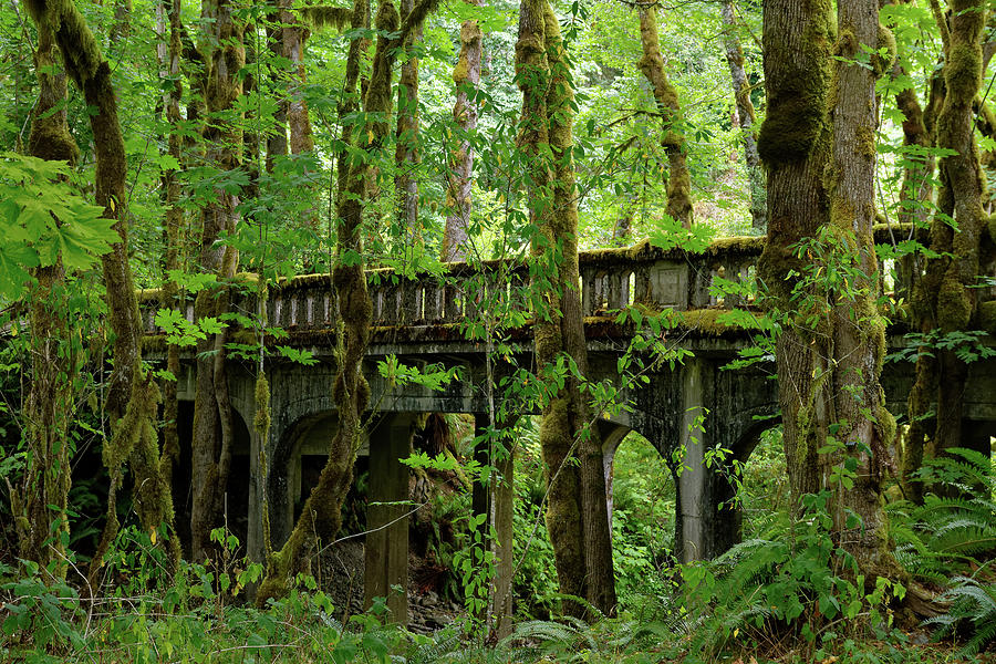 The Old Road -- Abandoned US 101 Bridge in Beaver, Washington Photograph by Darin Volpe