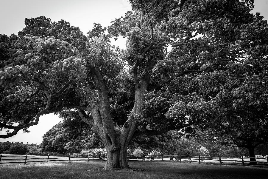 The Old Sycamore of Knole Photograph by Catherine Sullivan