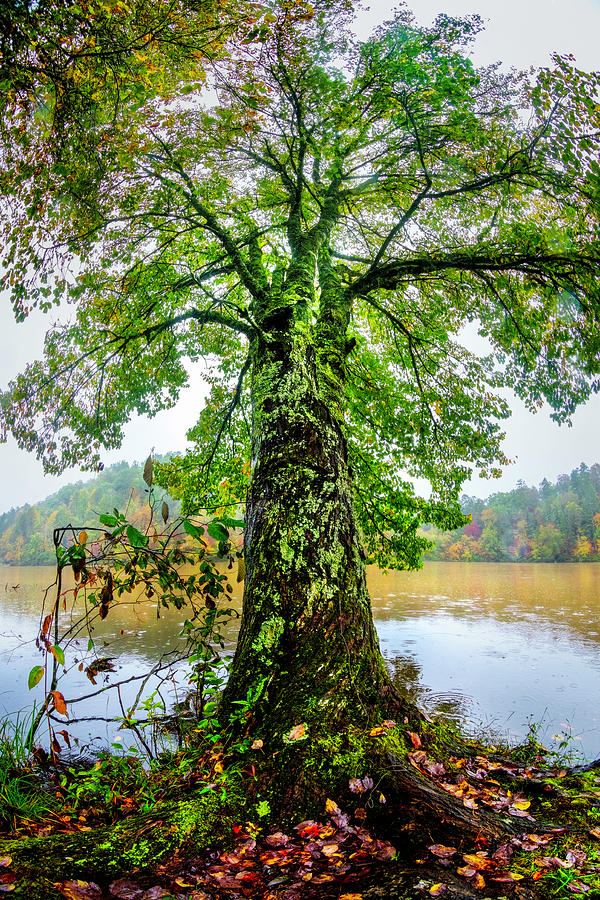 The Old Tree at the Lake Photograph by Debra and Dave Vanderlaan