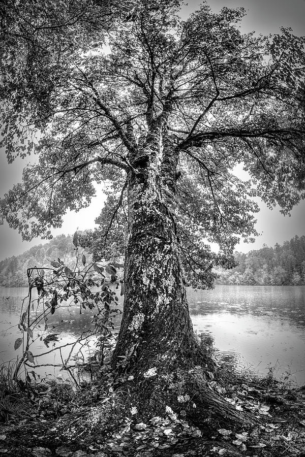 The Old Tree at the Lake in Black and White Photograph by Debra and Dave Vanderlaan