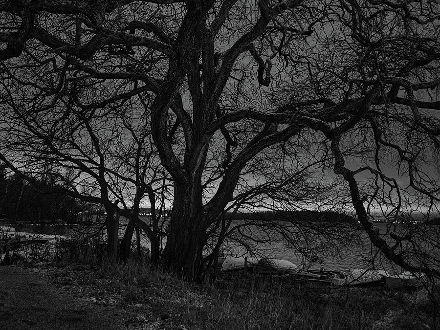 The old tree by the lake with the first snow and a cloudy night. BW Photograph by Jouko Lehto