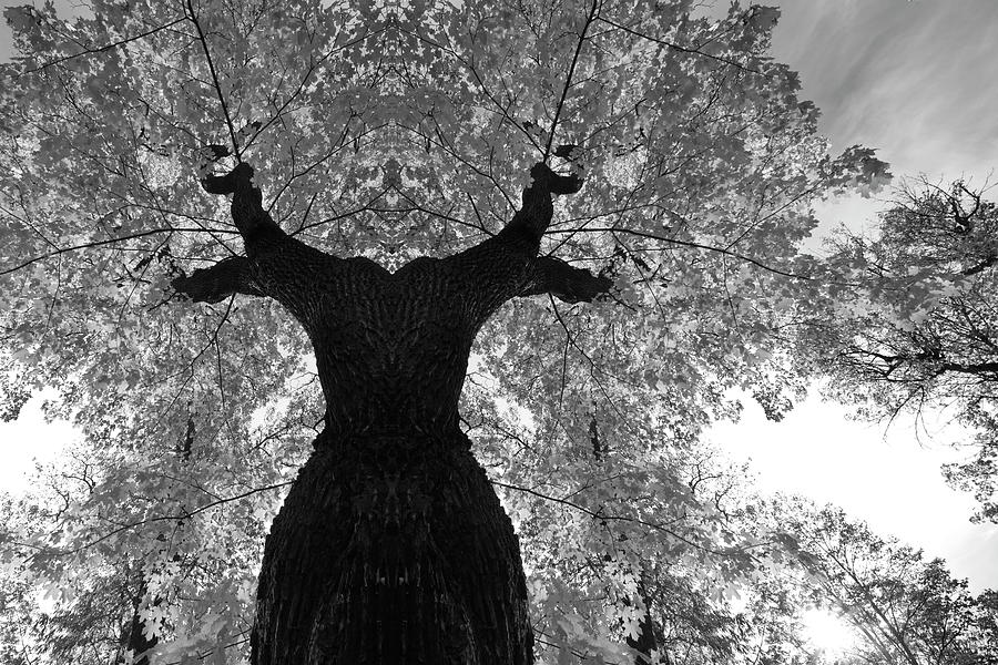 The old tree goddess - monochrome Photograph by Ulrich Kunst And Bettina Scheidulin