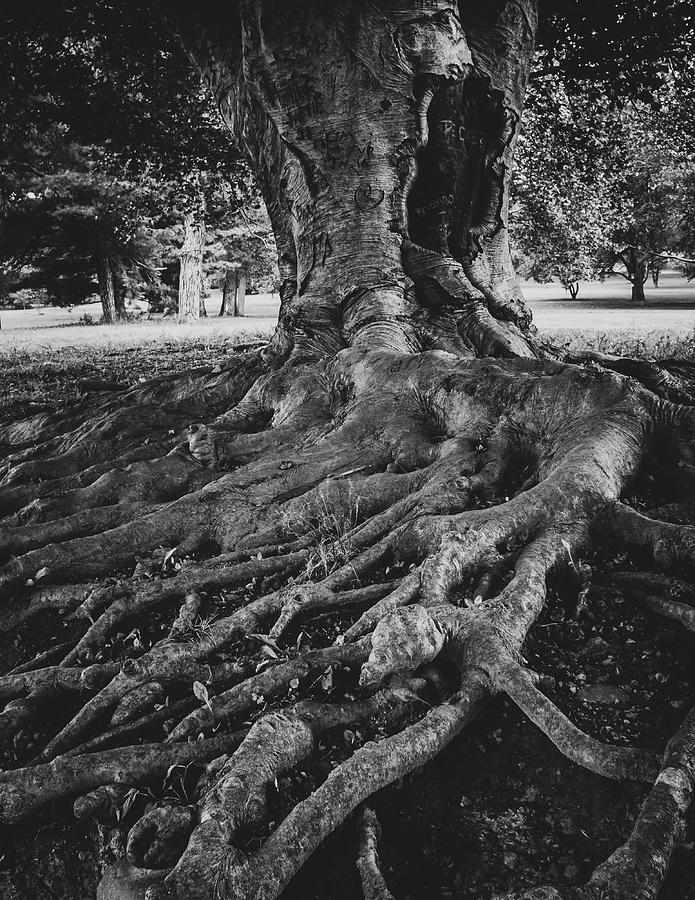 The Old Tree in Cedar Beach Park - Black and white Photograph by Jason Fink